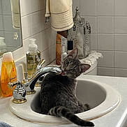 Dashlynn joined the competition — help win amazing prizes! bathroom, cat, clean, countertop, curious, domestic_animal, faucet, grey_tabby, household, indoor, licking, lotion, mirror, pet, playful, reflection, sink, soap, tile_wall, towel