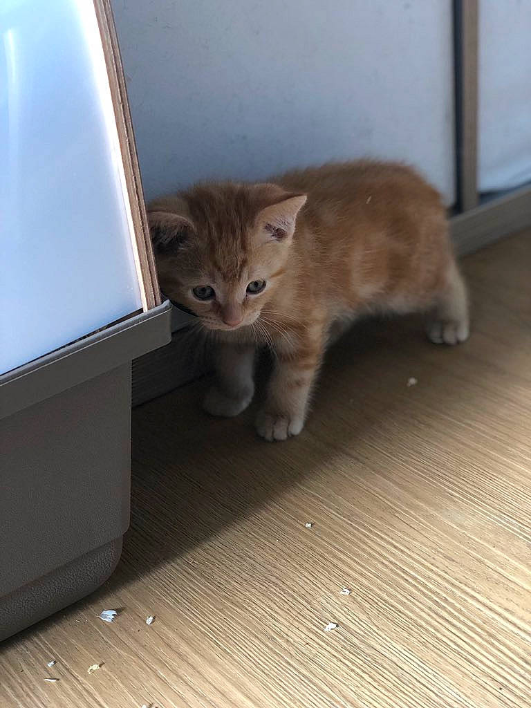 Pili a rejoint le concours — aidez-le/la à gagner de superbes lots ! asian, carnivore, cat, domestic_short_haired_cat, european_shorthair, fawn, felidae, floor, flooring, fur, hardwood, kitten, kurilian_bobtail, mammal, polydactyl_cat, small_to_medium_sized_cats, tabby_cat, whiskers, wood