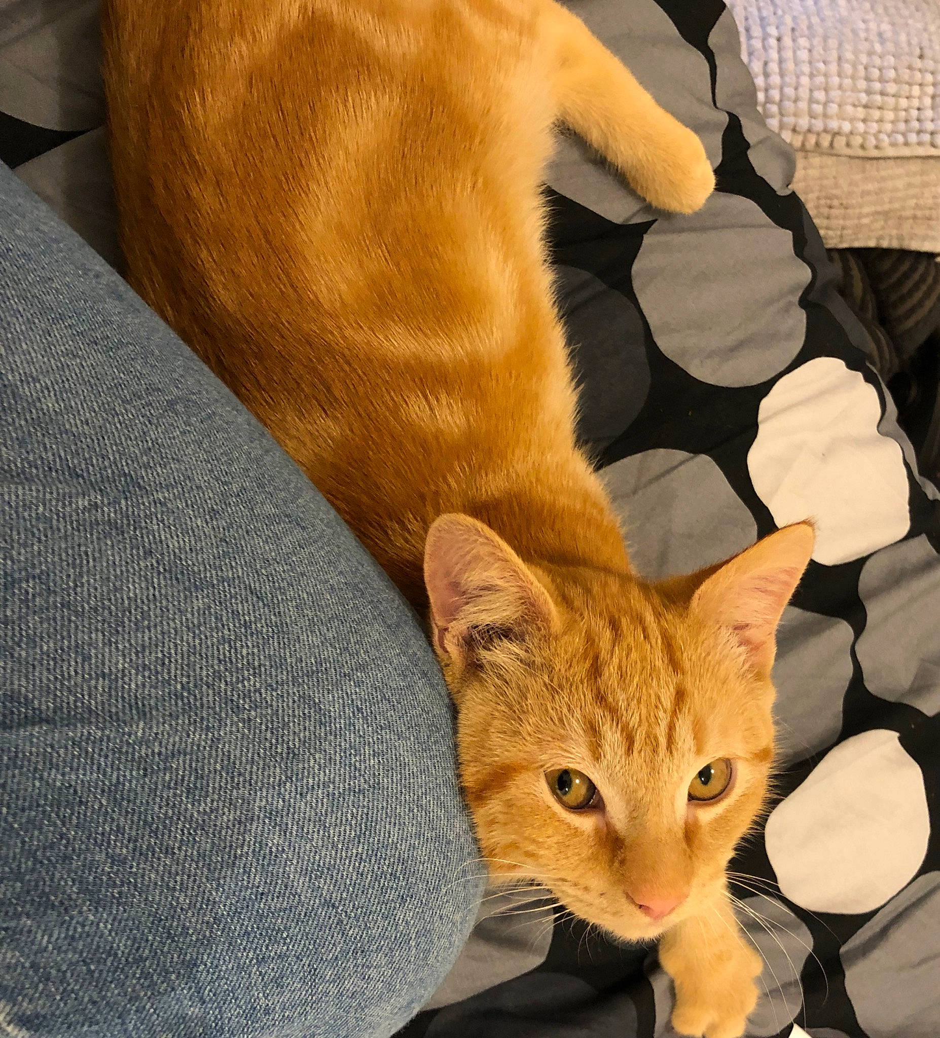 Pili participe au concours pour gagner de l'argent avec cette photo : arabian_mau, asian, australian_mist, carnivore, cat, chausie, domestic_short_haired_cat, european_shorthair, fawn, felidae, fur, german_rex, mammal, paw, small_to_medium_sized_cats, tabby_cat, vertebrate, whiskers