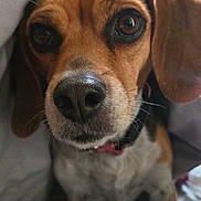 Esper joined the competition — help win amazing prizes! dog, beagle, canine, close_up, nose, whiskers, eyes, portrait, pet, indoor, blanket, bedding, fur, collar, sitting, brown, white, cute, muzzle, snout