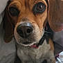 dog, beagle, canine, close_up, nose, whiskers, eyes, portrait, pet, indoor, blanket, bedding, fur, collar, sitting, brown, white, cute, muzzle, snout