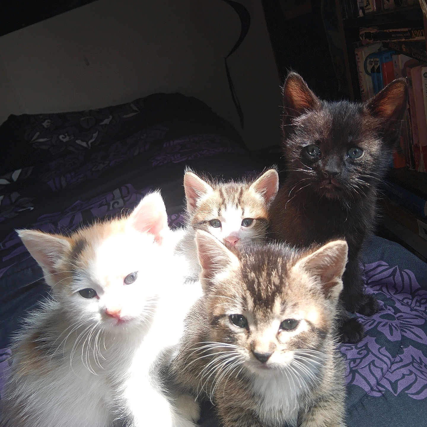 My Babies is registered to the contest to win money with this photo: kitten, cat, animal, pet, feline, indoors, bed, blanket, sunlight, shadow, cute, fur, whiskers, group, young, tabby, black_cat, white_cat, cozy, resting