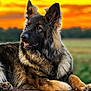 animal, canine, colorful_sky, dog, ears, field, fur, german_shepherd, landscape, lying_down, majestic, nature, outdoor, paw, pet, portrait, serene, sky, sunset, wood