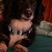 Blackie is registered to the contest to win money with this photo: bedroom, black, blanket, canine, close_up, collar, cozy, dog, domestic_animal, face, fur, furniture, indoor, looking, mirror, paws, pet, resting, white, wood