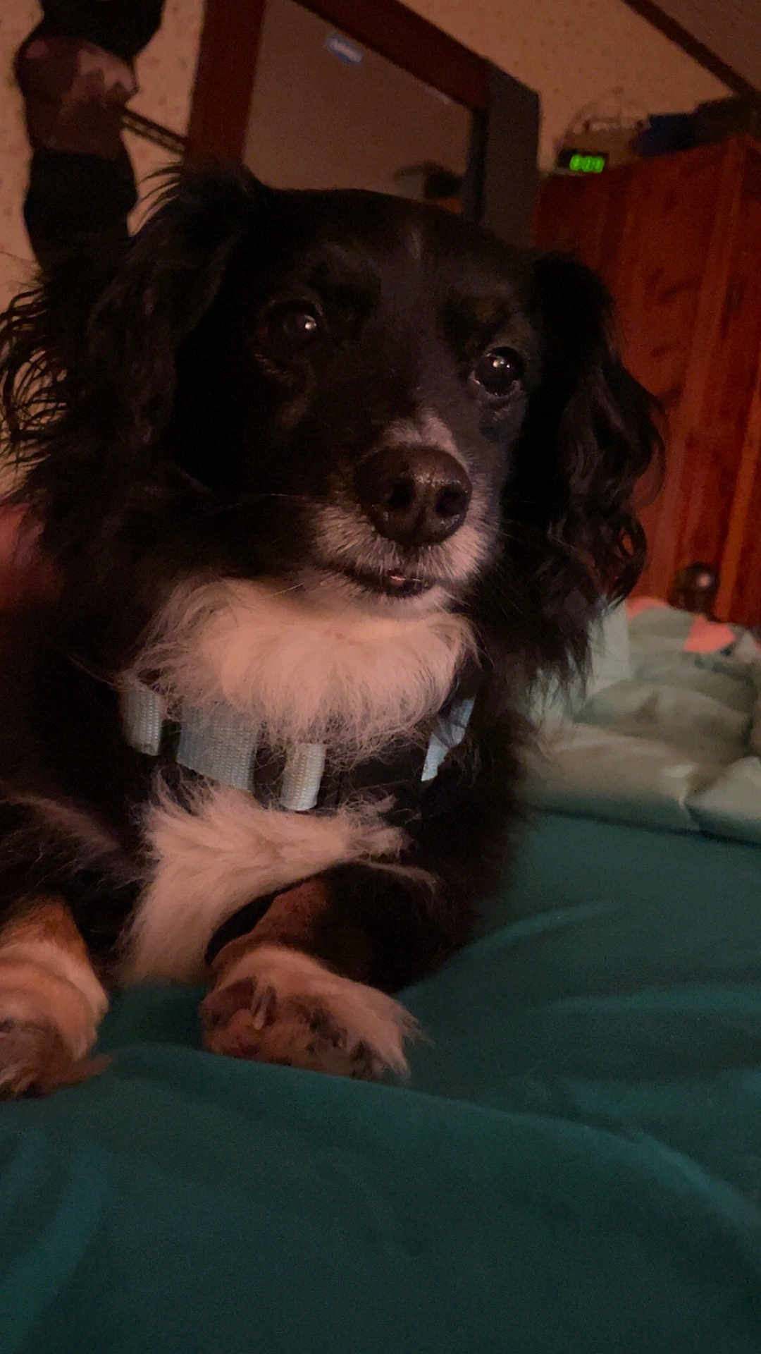 Blackie