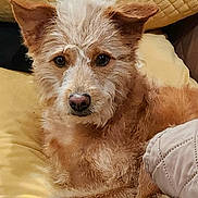 Honey is registered to the contest to win money with this photo: dog, pet, animal, fur, cute, brown_fur, ears, eyes, nose, pillow, cushion, quilted, indoor, resting, relaxed, furniture, cozy, closeup, portrait, home