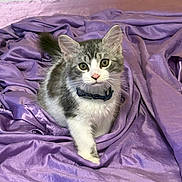 Coco is registered to the contest to win money with this photo: animal, bow, cat, collar, cute, ears, eyes, feline, fur, gray, indoor, kitten, pet, playful, purple_fabric, resting, soft_texture, whiskers, white, young