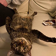 Tippy is registered to the contest to win money with this photo: cat, tabby_cat, upside_down, couch, furniture, indoor, pet, animal, curious, wide_eyes, whiskers, paws, relaxed, person_arm, keys, notebook, leather_couch, home, cozy, domestic