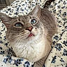 Lenny is registered to the contest to win money with this photo: cat, blue_eyes, tongue_out, blanket, floral_pattern, cozy, pet, feline, whiskers, indoor, close_up, cute, soft_texture, resting, animal, fur, domestic_cat, looking_up, relaxed, comfortable