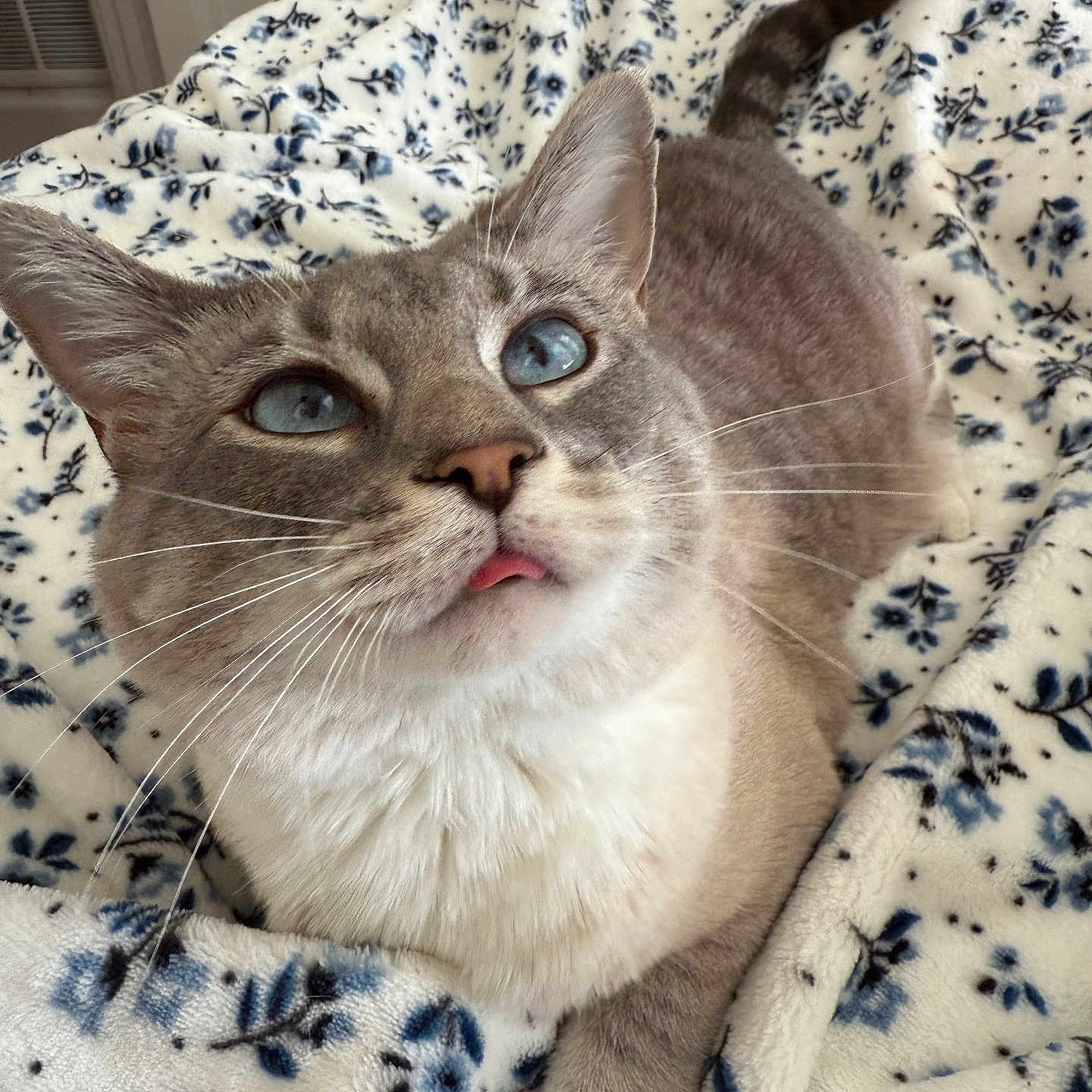 Lenny is registered to the contest to win money with this photo: cat, blue_eyes, tongue_out, blanket, floral_pattern, cozy, pet, feline, whiskers, indoor, close_up, cute, soft_texture, resting, animal, fur, domestic_cat, looking_up, relaxed, comfortable
