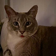 Lenny joined the competition — help win amazing prizes! cat, indoor, pet, animal, feline, close_up, tongue_out, curious, whiskers, ears, fur, face, eyes, domestic_animal, resting, soft_light, cute, portrait, mammal, house_pet