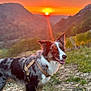 dog, border_collie, sunset, outdoor, nature, grass, mountain, sky, sun, hiking, animal, pet, canine, landscape, sunlight, field, happy, fur, ears, daylight