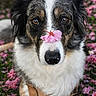 Vaya a rejoint le concours — aidez-le/la à gagner de superbes lots ! dog, flower, pink_flower, nose, animal, pet, outdoor, grass, nature, fur, brown_eyes, white_fur, black_fur, closeup, portrait, leash, cute, calm, spring, blossoms