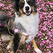 Vaya a rejoint le concours — aidez-le/la à gagner de superbes lots ! dog, animal, pet, flower_petals, pink_flowers, outdoor, nature, happy, cute, fur, canine, sitting, leash, playful, spring, garden, portrait, smiling, nose, ears