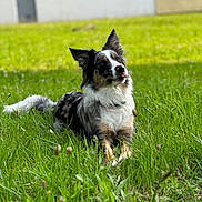 Vaya a rejoint le concours — aidez-le/la à gagner de superbes lots ! dog, border_collie, grass, outdoor, pet, animal, lying_down, ears_up, tongue_out, greenery, nature, sunlight, playful, cute, fur, collar, building, wall, daylight, relaxation