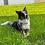 dog, border_collie, grass, outdoor, pet, animal, lying_down, ears_up, tongue_out, greenery, nature, sunlight, playful, cute, fur, collar, building, wall, daylight, relaxation