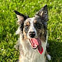 dog, tongue_out, happy, grass, outdoor, pet, animal, ears, fur, nose, smiling, sunlight, nature, canine, playful, closeup, sitting, friendly, tongue, daylight