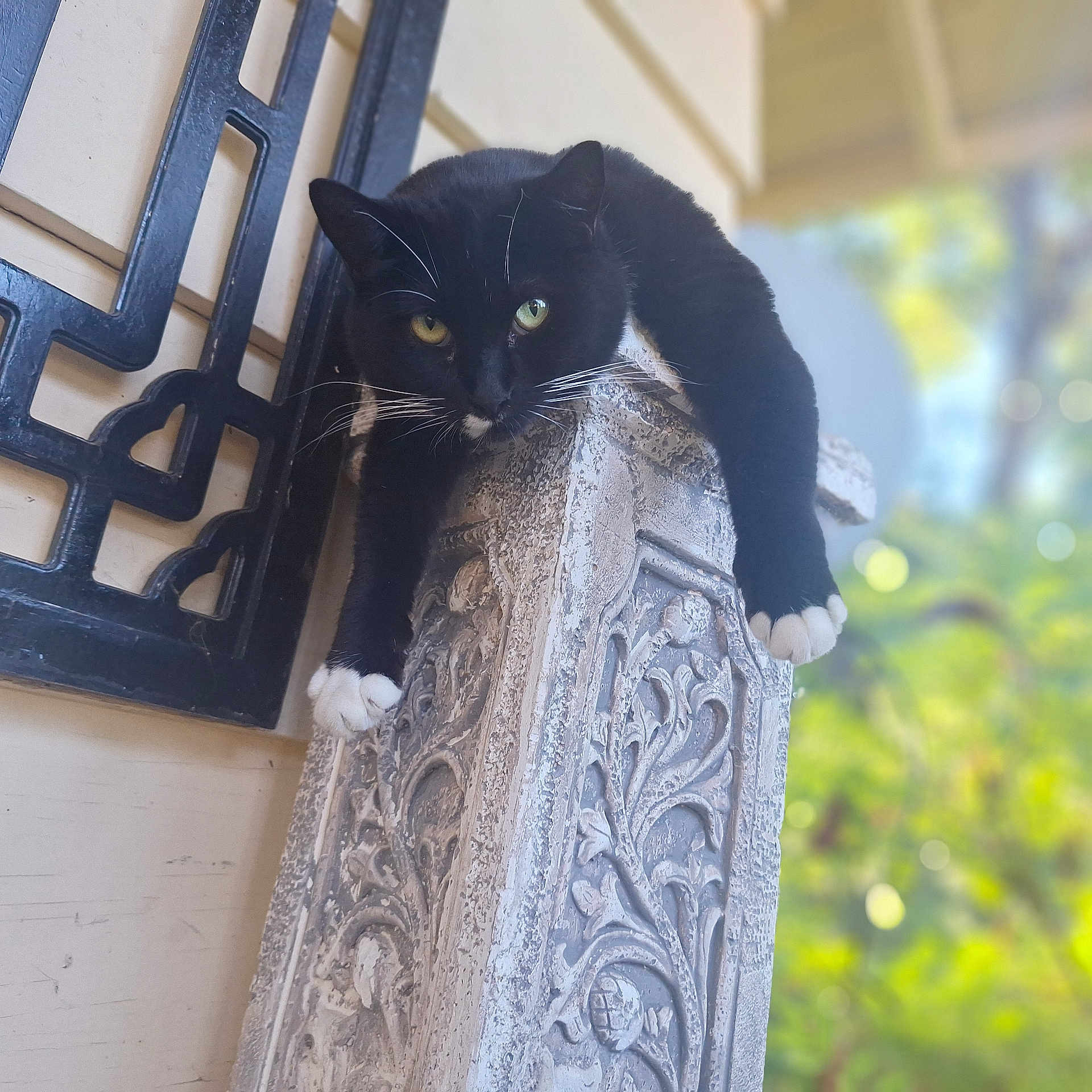 Rosie joined the competition — help win amazing prizes! cat, black_cat, tuxedo_cat, animal, pet, pillar, stone, carving, outdoor, nature, greenery, blurred_background, whiskers, paws, resting, feline, window, architecture, close_up, daylight