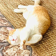 Ivan joined the competition — help win amazing prizes! cat, orange_cat, white_cat, sleeping, napping, pet, animal, feline, fur, relaxing, cozy, indoors, rug, woven_rug, stone_floor, paw, tail, cute, resting, peaceful