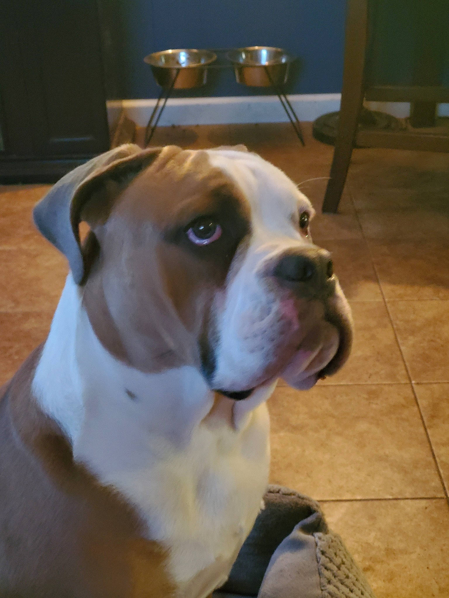 Juice joined the competition — help win amazing prizes! american_bulldog, australian_bulldog, bulldog, canidae, carnivore, companion_dog, dog, dog_breed, fawn, mammal, molosser, non_sporting_group, nose, old_english_bulldog, olde_english_bulldogge, rare_breed_dog, snout, sporting_group, valley_bulldog, vertebrate