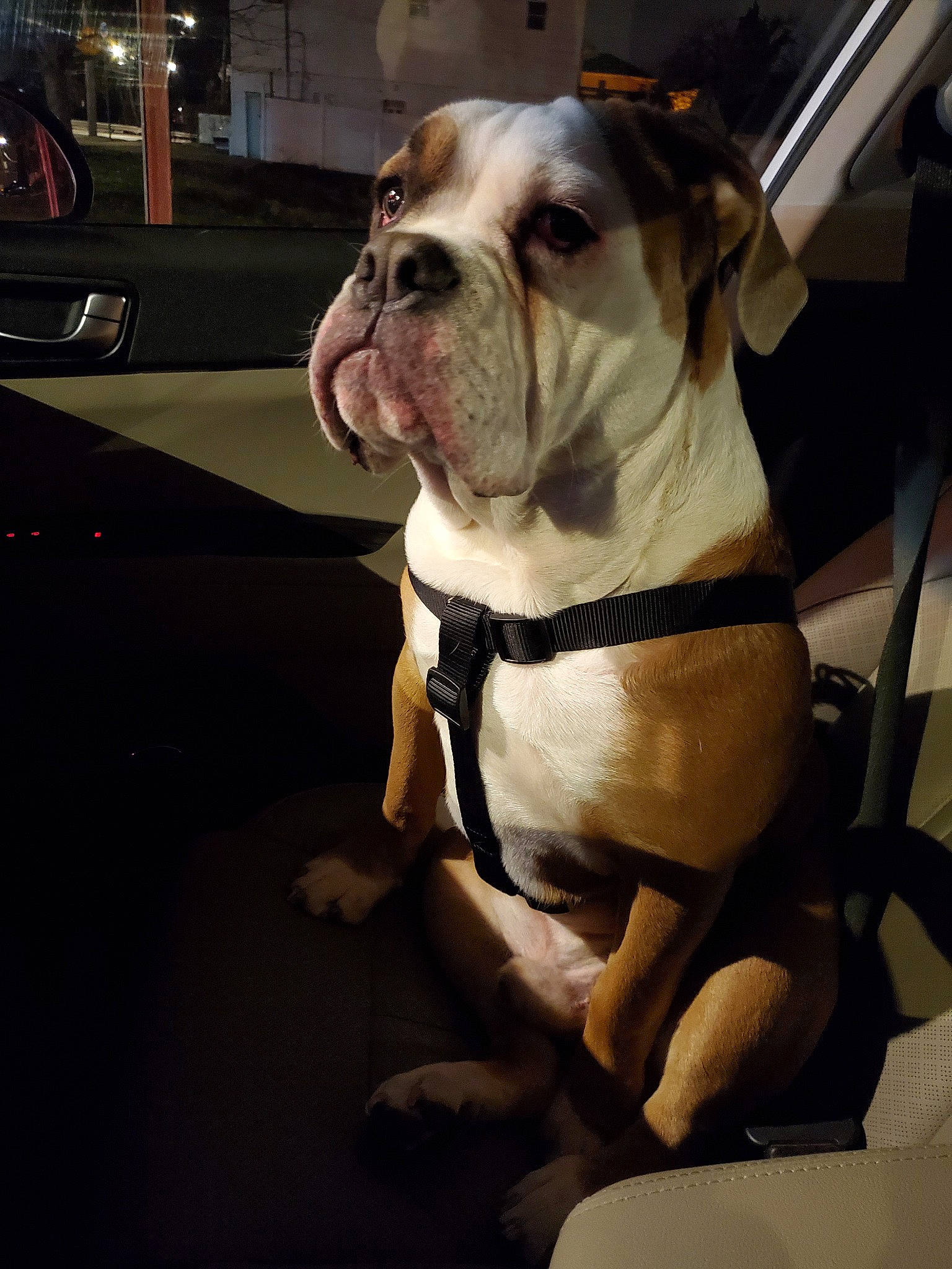 Juice joined the competition — help win amazing prizes! american_bulldog, australian_bulldog, british_bulldogs, bulldog, canidae, carnivore, companion_dog, dog, dog_breed, fawn, non_sporting_group, old_english_bulldog, olde_english_bulldogge, rare_breed_dog, renascence_bulldogge, snout, sporting_group, toy_bulldog, valley_bulldog, white_english_bulldog