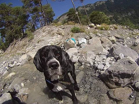 Pilou a rejoint le concours — aidez-le/la à gagner de superbes lots ! adventure, canidae, carnivore, dog, dog_breed, hunting_dog, mountain, sporting_group