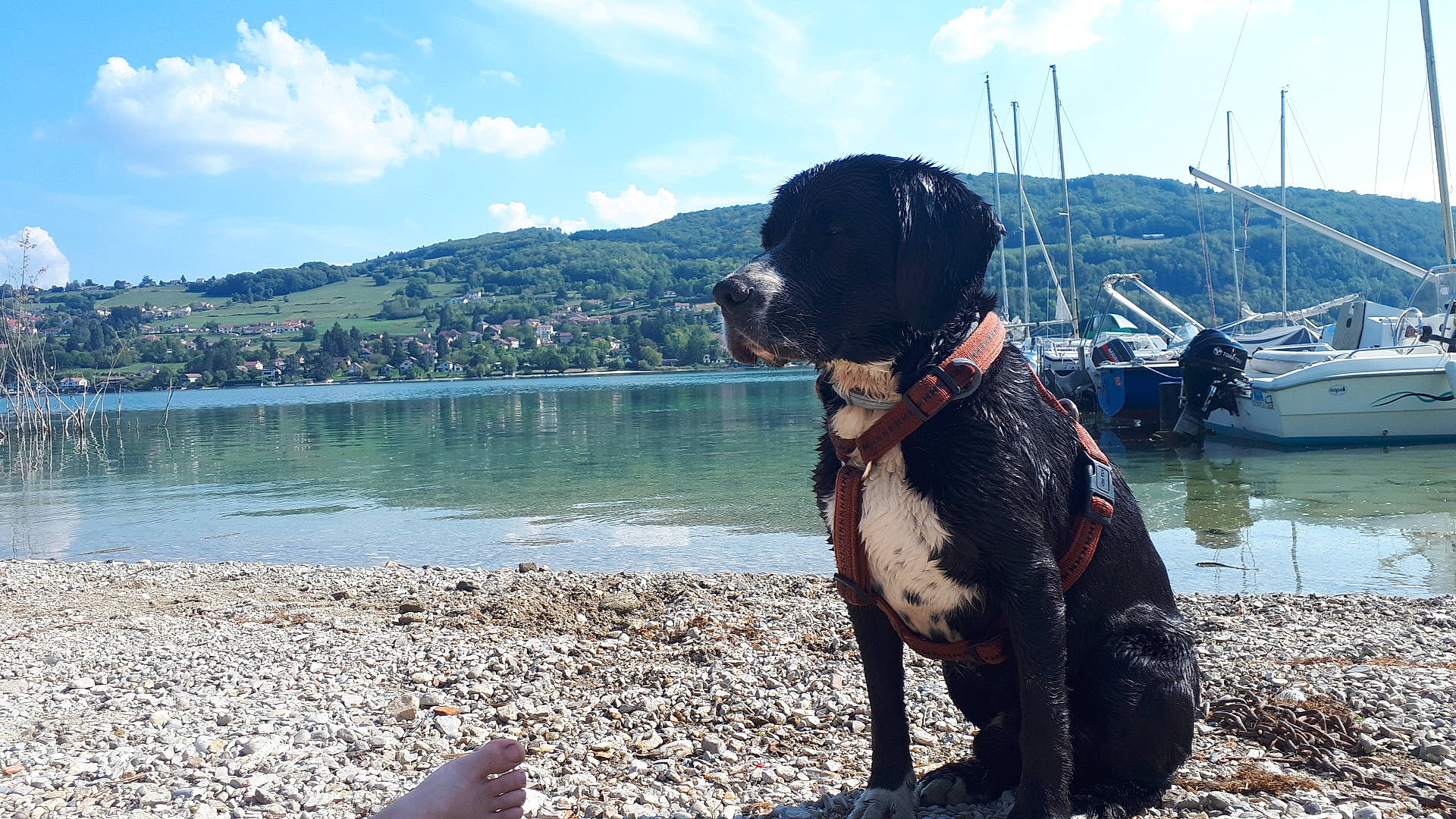 Pilou participe au concours pour gagner de l'argent avec cette photo : canidae, carnivore, dog, guard_dog, lake, mountain, non_sporting_group, sea, sporting_group, tourism, vacation, water