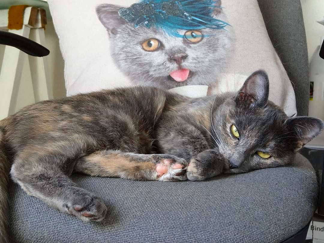 Fløky participe au concours pour gagner de l'argent avec cette photo : american_shorthair, asian, british_shorthair, carnivore, cat, chartreux, domestic_short_haired_cat, dragon_li, european_shorthair, felidae, german_rex, kitten, korat, mammal, polydactyl_cat, russian_blue, small_to_medium_sized_cats, tabby_cat, vertebrate, whiskers