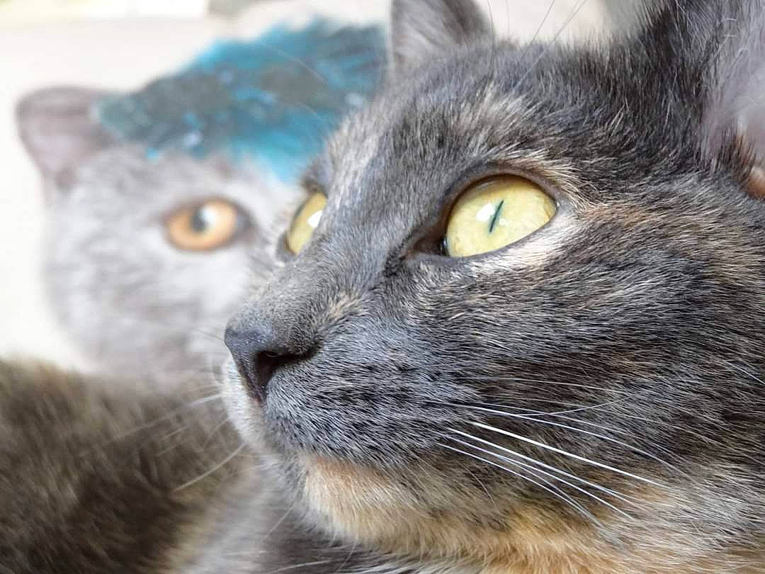 Fløky participe au concours pour gagner de l'argent avec cette photo : asian, british_shorthair, burmese, carnivore, cat, chartreux, close_up, domestic_short_haired_cat, european_shorthair, eye, felidae, korat, mammal, nebelung, nose, russian_blue, small_to_medium_sized_cats, snout, vertebrate, whiskers