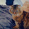 animal, blanket, blue_eyes, cat, comfort, cozy, cute, feline, fluffy, fur, home, indoor, pet, pillow, relaxed, resting, snug, soft_texture, tabby, warm