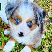Kodalani Kai is registered to the contest to win money with this photo: puppy, dog, blue_eyes, grass, outdoor, cute, fluffy, white_fur, brown_fur, animal, pet, young, nature, adorable, close_up, portrait, lying_down, nose, ears, fur