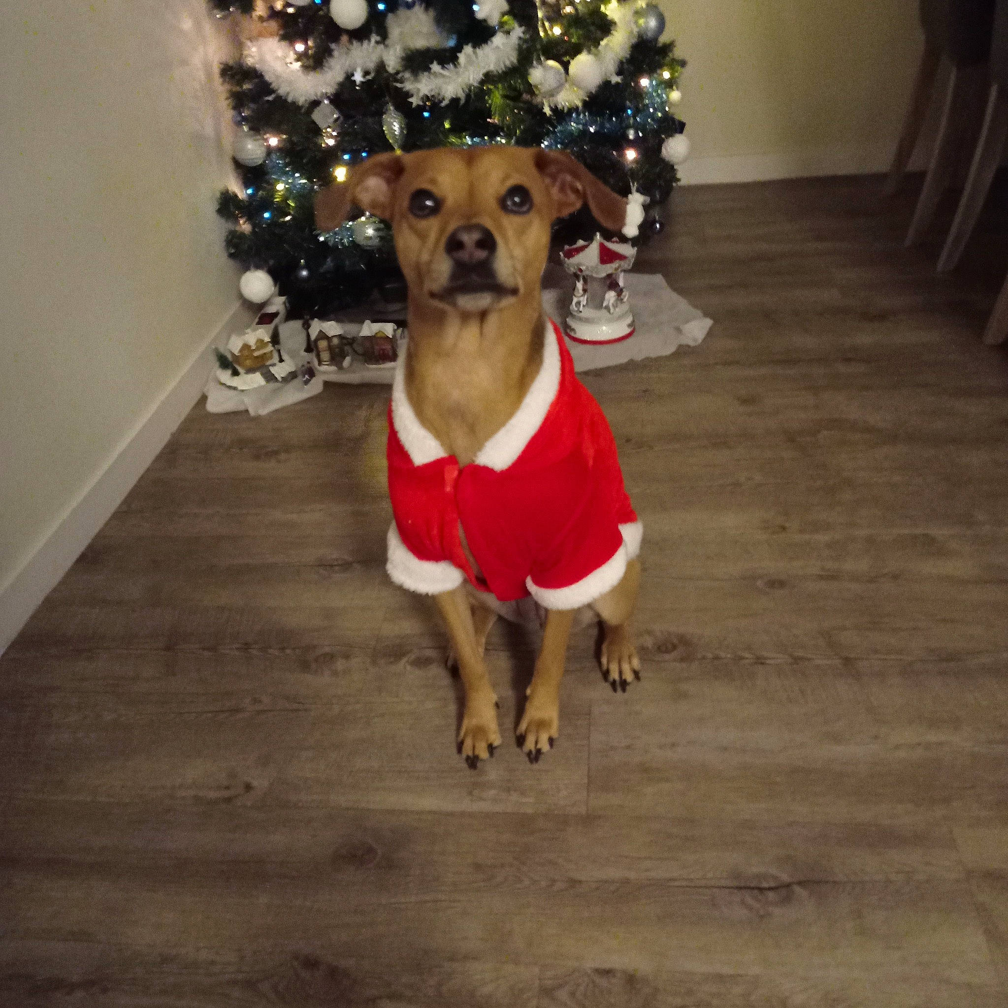 Naya a rejoint le concours — aidez-le/la à gagner de superbes lots ! carnivore, christmas_decoration, christmas_ornament, companion_dog, costume_hat, dog, dog_breed, dog_clothes, dog_supply, event, fawn, flooring, hardwood, hat, holiday_ornament, ornament, pet_supply, snout, sporting_group, wood