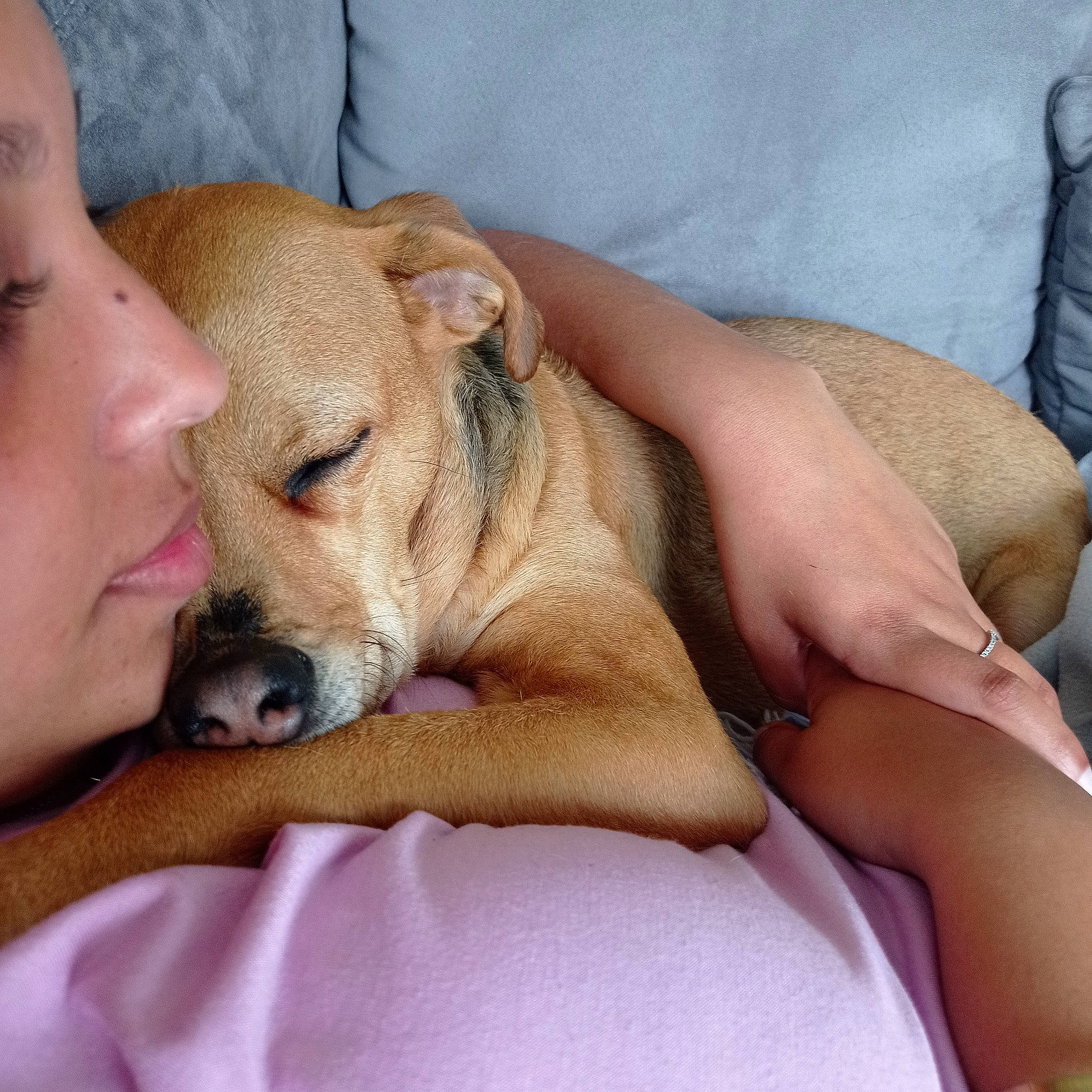 Naya participe au concours pour gagner de l'argent avec cette photo : abdomen, canidae, carnivore, comfort, companion_dog, dog, dog_breed, ear, elbow, fawn, fur, gesture, human_leg, nap, non_sporting_group, puppy_love, sporting_group, whiskers, working_animal, wrinkle