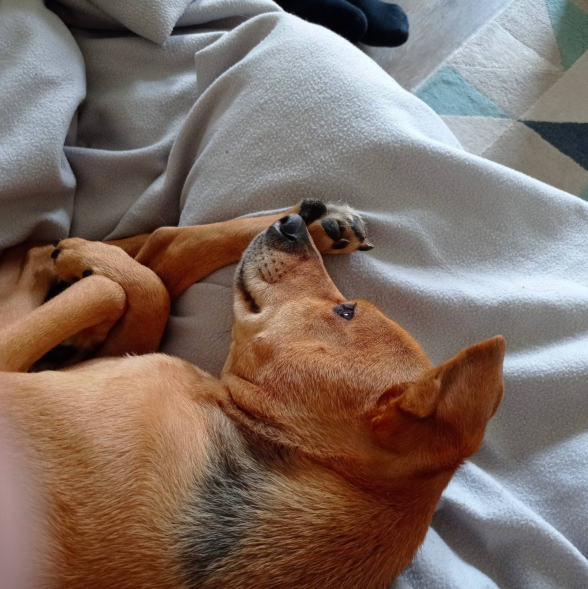 Naya a rejoint le concours — aidez-le/la à gagner de superbes lots ! carnivore, comfort, companion_dog, dog_breed, ear, fawn, felidae, finger, fur, gesture, human_leg, linens, liver, small_to_medium_sized_cats, snout, tail, terrestrial_animal, whiskers, working_animal, wrinkle