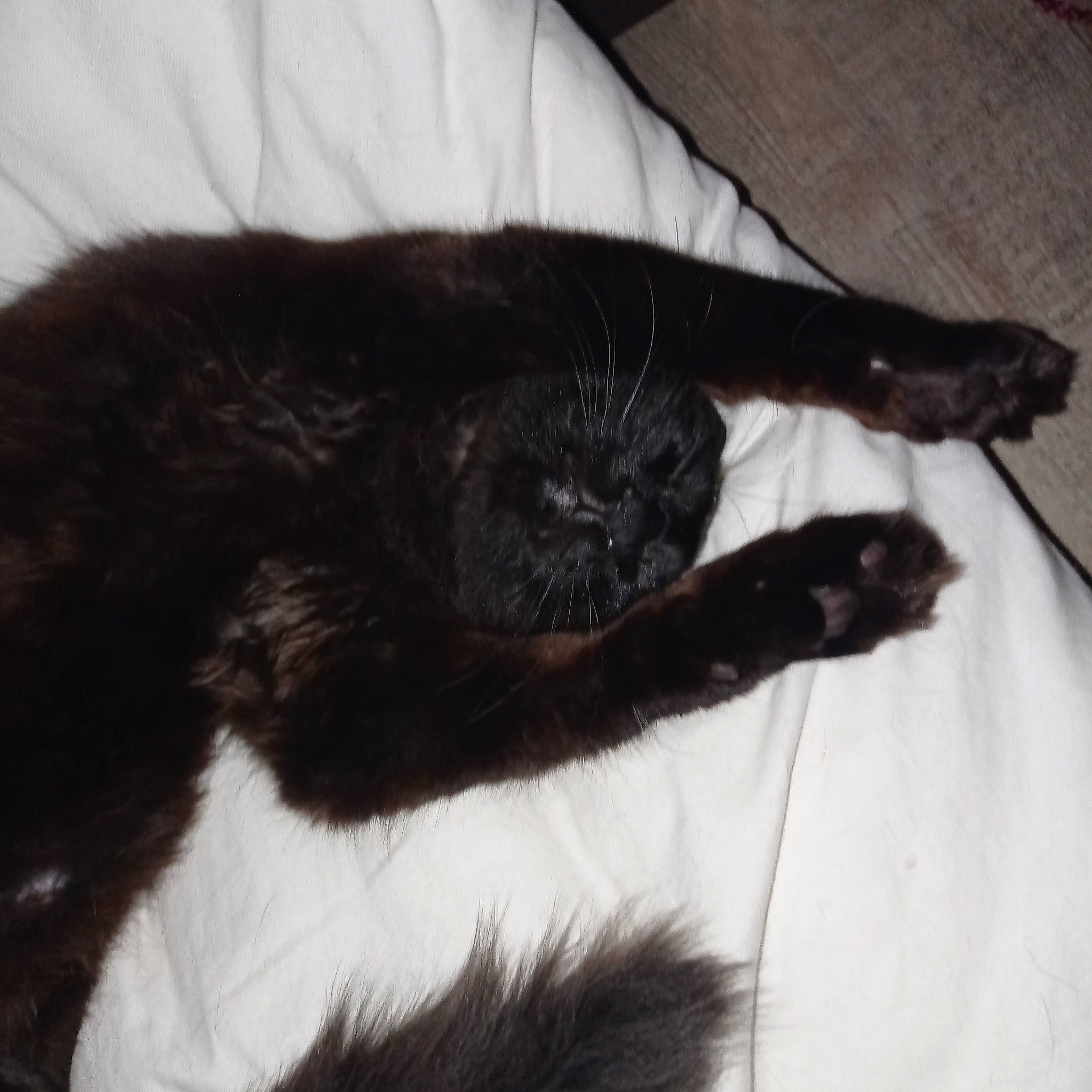 Scar a rejoint le concours — aidez-le/la à gagner de superbes lots ! black_cat, bombay, carnivore, cat, cat_supply, claw, comfort, couch, dog_breed, domestic_short_haired_cat, felidae, fur, nap, paw, small_to_medium_sized_cats, sporting_group, tail, terrestrial_animal, whiskers