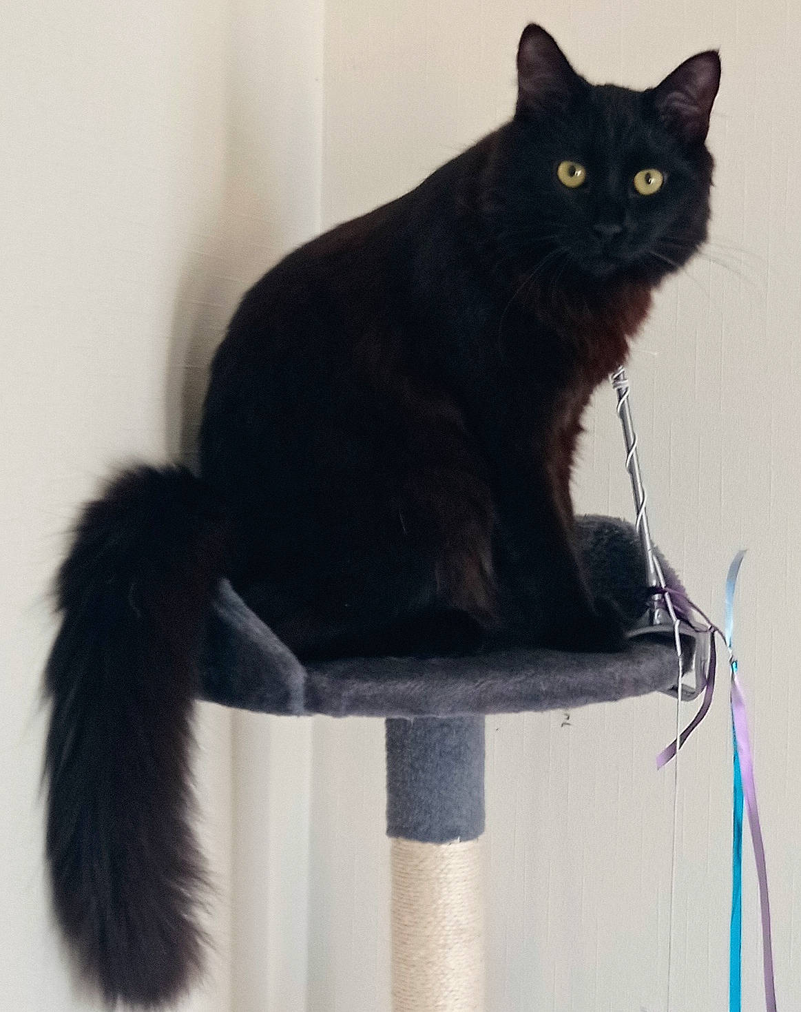 Scar a rejoint le concours — aidez-le/la à gagner de superbes lots ! black_cat, bombay, carnivore, cat, cat_supply, claw, domestic_short_haired_cat, felidae, fur, havana_brown, natural_material, paw, pet_supply, sitting, small_to_medium_sized_cats, snout, tail, terrestrial_animal, whiskers, window