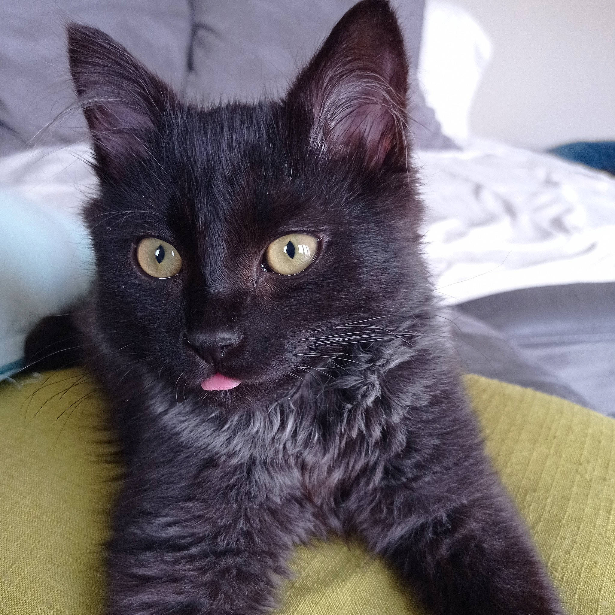 Scar a rejoint le concours — aidez-le/la à gagner de superbes lots ! black_cat, bombay, carnivore, cat, cat_supply, claw, domestic_short_haired_cat, eye, felidae, fur, grey, paw, small_to_medium_sized_cats, snout, tail, terrestrial_animal, whiskers