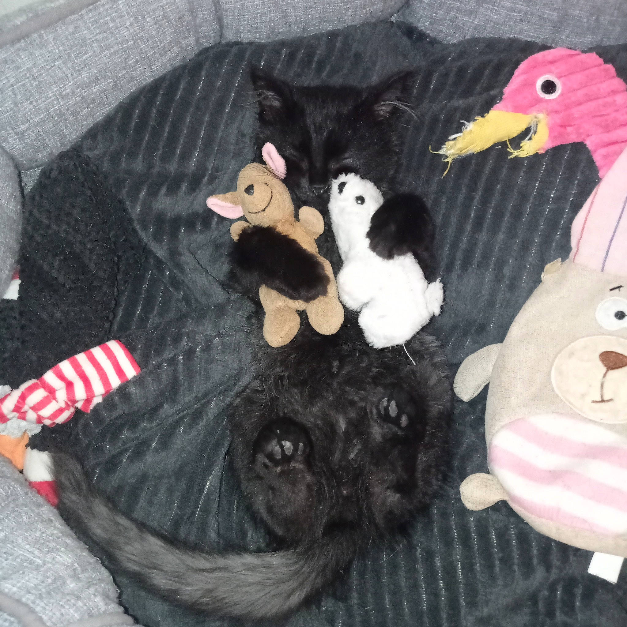 Scar participe au concours pour gagner de l'argent avec cette photo : _geese_and_swans, animal_figure, baby_products, baby_toys, beak, bird, cap, comfort, companion_dog, duck, ducks, flightless_bird, hat, linens, livestock, plush, poultry, stuffed_toy, toy, water_bird