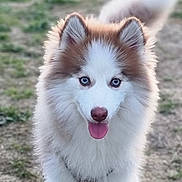 Yuki a rejoint le concours — aidez-le/la à gagner de superbes lots ! animal, blue_eyes, brown_and_white, canine, collar, cute, dog, ears, fluffy, friendly, fur, grass, muzzle, nature, outdoor, pet, puppy, tongue_out, walking, young_dog