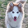 animal, blue_eyes, brown_and_white, canine, collar, cute, dog, ears, fluffy, friendly, fur, grass, muzzle, nature, outdoor, pet, puppy, tongue_out, walking, young_dog