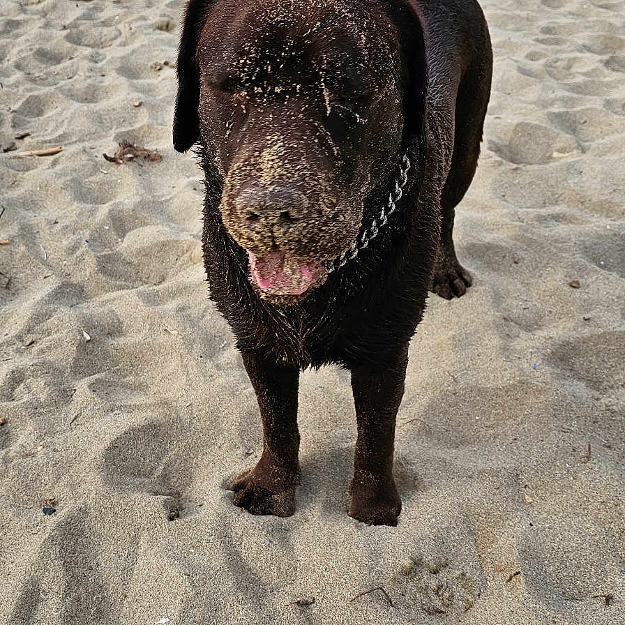Taz