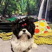 Meme joined the competition — help win amazing prizes! dog, pet, fluffy, black_and_white, red_bow, indoor, blanket, pillow, colorful, waterfall, forest, nature_backdrop, cozy, cute, fur, small_dog, portrait, soft_surface, decor, animal