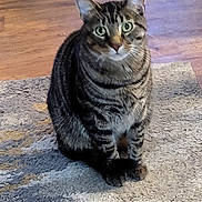 Pancake joined the competition — help win amazing prizes! cat, tabby, pet, animal, indoor, floor, rug, green_eyes, feline, whiskers, ears, sitting, curious, fur, striped, domestic, cute, portrait, mammal, house