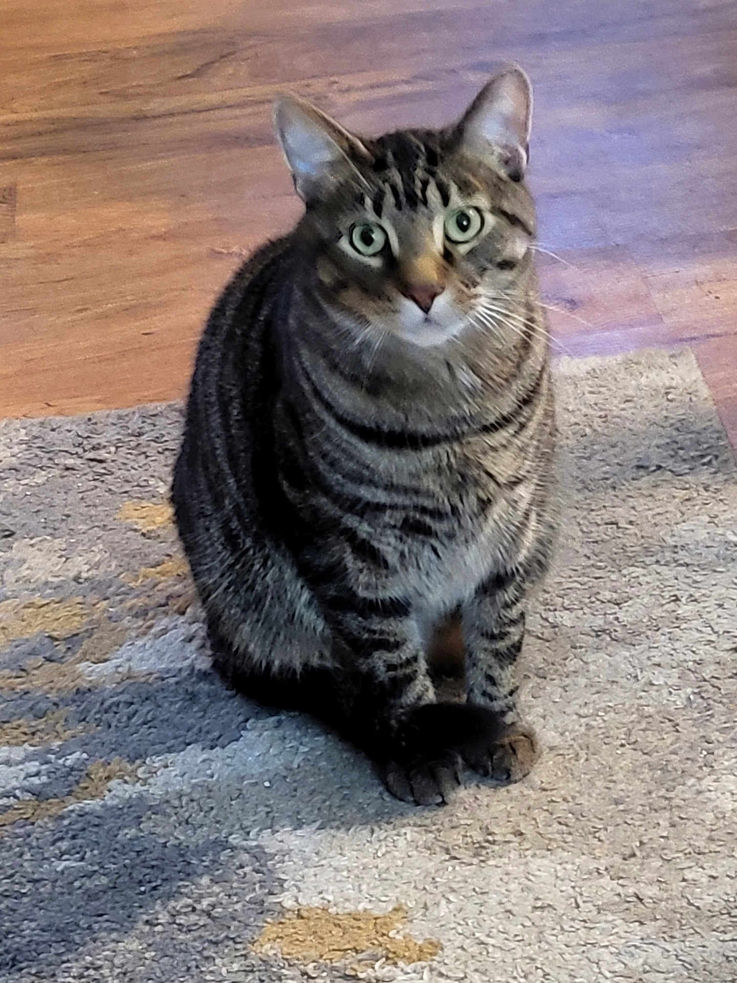 Pancake joined the competition — help win amazing prizes! cat, tabby, pet, animal, indoor, floor, rug, green_eyes, feline, whiskers, ears, sitting, curious, fur, striped, domestic, cute, portrait, mammal, house