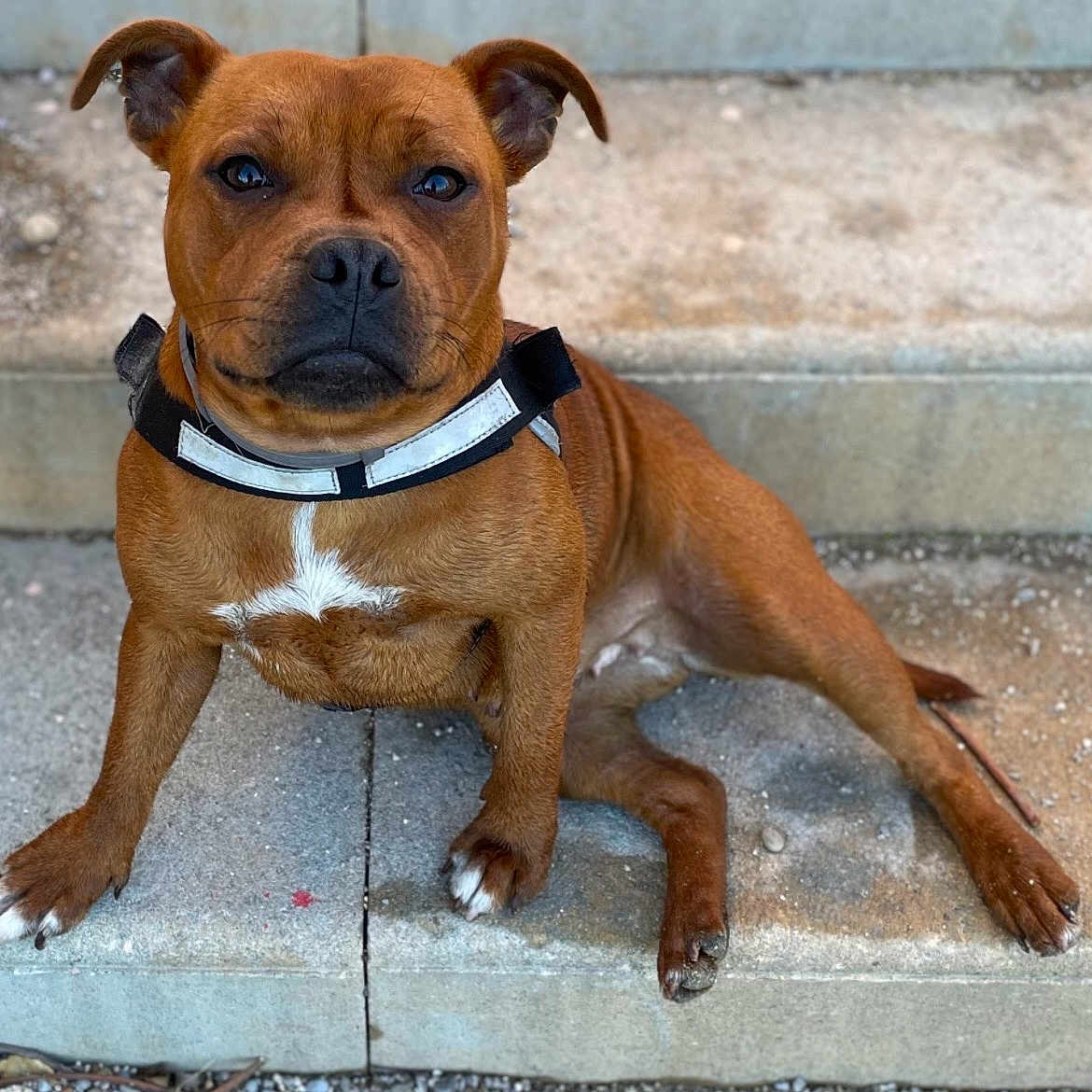 Eavy participe au concours pour gagner de l'argent avec cette photo : animal, brown_dog, canine, close_up, collar, concrete, daylight, dog, ears, fur, ground, looking_at_camera, outdoor, paws, pet, resting, sitting, stairs, step, white_patch