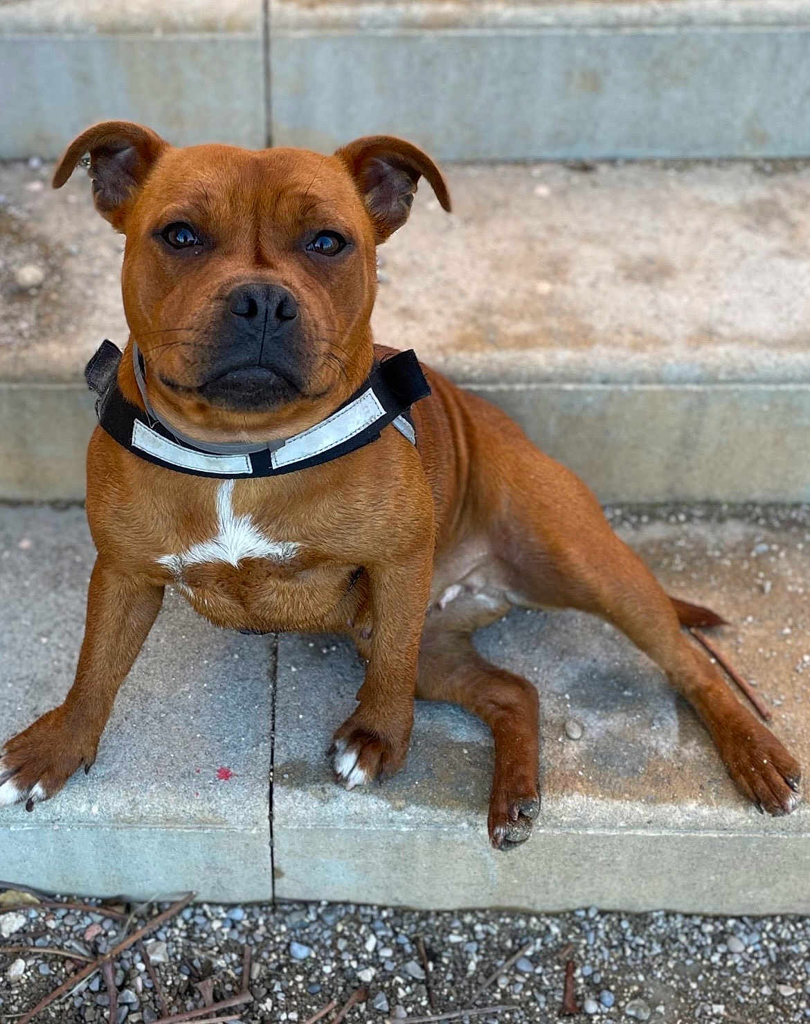 Eavy participe au concours pour gagner de l'argent avec cette photo : dog, brown_dog, pet, animal, outdoor, stairs, concrete, collar, sitting, looking_at_camera, white_patch, paws, ears, fur, ground, step, resting, canine, close_up, daylight