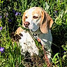 animal, beagle, canine, collar, dog, ears, flora, flowers, fur, garden, grass, greenery, leaf, leash, nature, outdoor, pet, purple_flowers, snout, sunlight