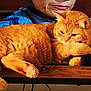 cat, orange_tabby, feline, pet, animal, table, wood, person, blue_sweater, face, paw, electronics, sony, indoor, relaxed, cute, fur, whiskers, resting, contemplative