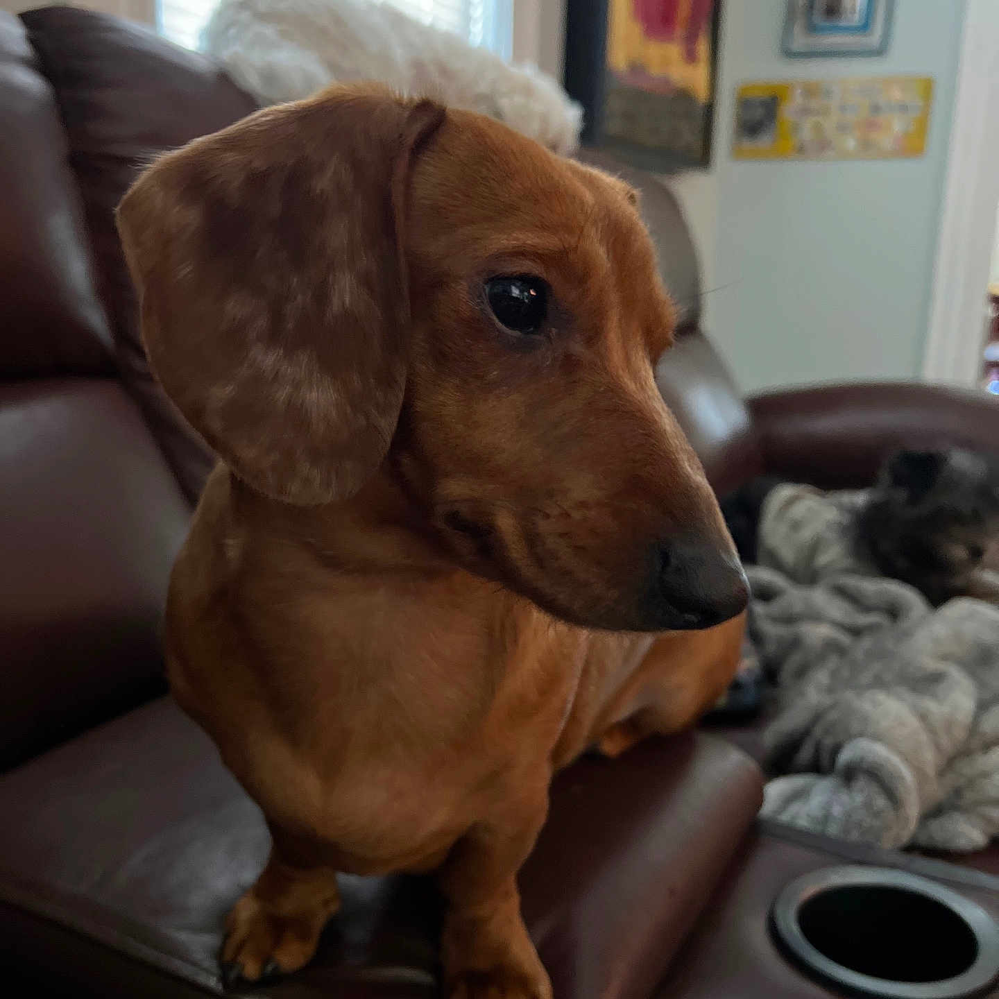 Macie Mae is registered to the contest to win money with this photo: dachshund, dog, couch, leather, indoor, window, blinds, blanket, resting, pet, furniture, cozy, animal, brown, white, black, domestic, relaxing, side_view, living_room