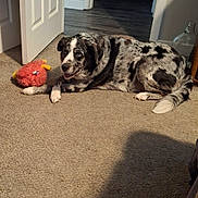 Sport is registered to the contest to win money with this photo: dog, carpet, toy, indoor, furniture, door, floor, resting, pet, animal, black_and_white, spotted, fur, tail, ears, relaxed, home, living_room, comfort, playful